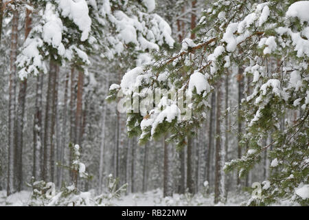 Kiefer Zweigen bedeckt mit Schnee im Winter Wald Stockfoto