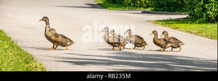 Enten in einer Reihe überqueren eine Straße Stockfoto