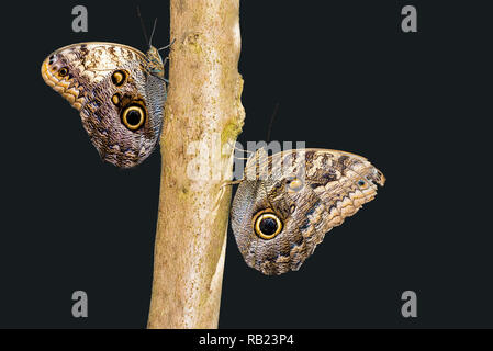 Zwei owlet Motten sitzen ein Zweig mit schwarzem Hintergrund isoliert Stockfoto