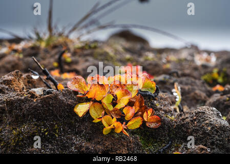 Leuchtend orange polare Weide in arktischer Landschaft Stockfoto