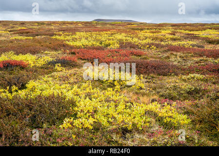 Vielfarbige arktische Weide im Herbstlicht in Island Stockfoto