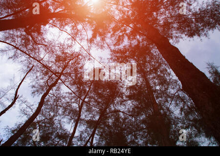 Silhouette Zweig blatt Baum im Wald. Bild schwarz und weiß Stockfoto