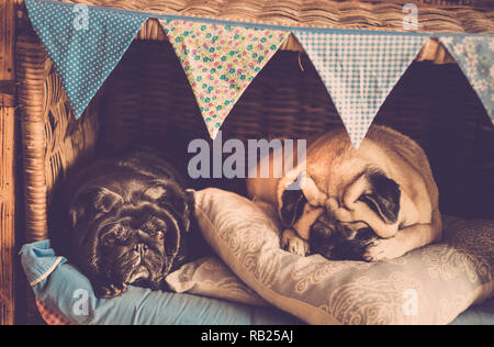 Zwei schöne alte Hund Mops in Freundschaft oder wie Ehepaar in der gemütlichen kleinen Haus, Wohn- und Schlafbereich und näher - Liebe und Freunde Konzept Stockfoto