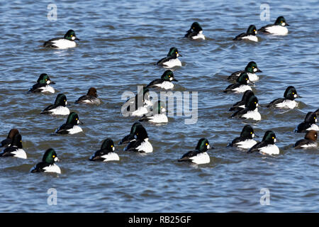 Die schellente am Lake Michigan, Wisconsin. Migration Vögel, Stockfoto