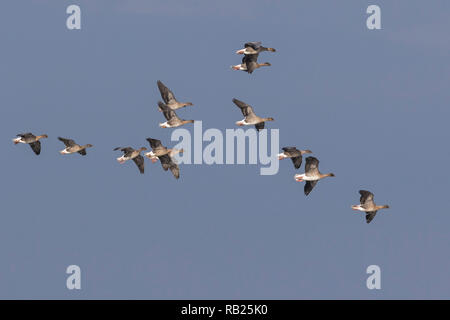 Herde von Rosa-Gänse (Anser brachyrhynchus) im Flug, Norfolk, England Stockfoto