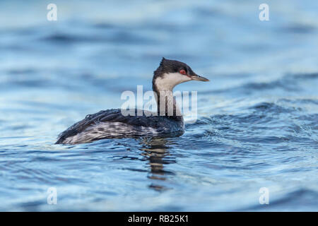 Slawonische Haubentaucher (Podiceps auratus) im Winter Gefieder schwimmen auf dem Fluss, Cambridgeshire, England Stockfoto