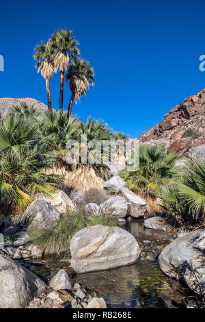 Palmen und fließenden Süßwasser, Borrego Palm Canyon Oase, Anza Borrego State Park, Kalifornien Stockfoto