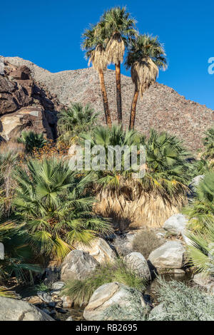 Palmen und fließenden Süßwasser, Borrego Palm Canyon Oase, Anza Borrego State Park, Kalifornien Stockfoto