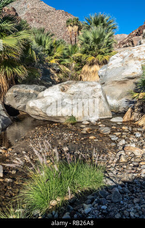 Palmen und fließenden Süßwasser, Borrego Palm Canyon Oase, Anza Borrego State Park, Kalifornien Stockfoto