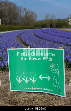 Lisse, Niederlande - 14 April 2018: Dutch Flower Feld im Frühling mit Warnschild keine Eindringlinge Stockfoto
