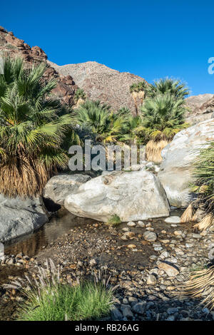 Palmen und fließenden Süßwasser, Borrego Palm Canyon Oase, Anza Borrego State Park, Kalifornien Stockfoto