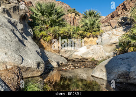 Palmen und fließenden Süßwasser, Borrego Palm Canyon Oase, Anza Borrego State Park, Kalifornien Stockfoto