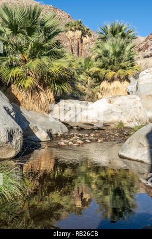 Palmen und fließenden Süßwasser, Borrego Palm Canyon Oase, Anza Borrego State Park, Kalifornien Stockfoto