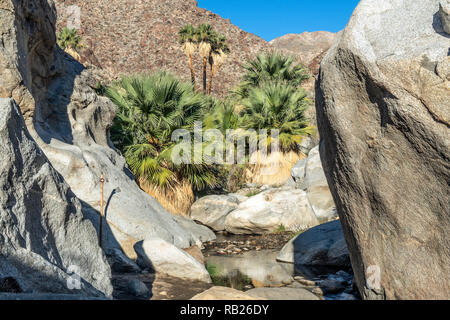 Palmen und fließenden Süßwasser, Borrego Palm Canyon Oase, Anza Borrego State Park, Kalifornien Stockfoto