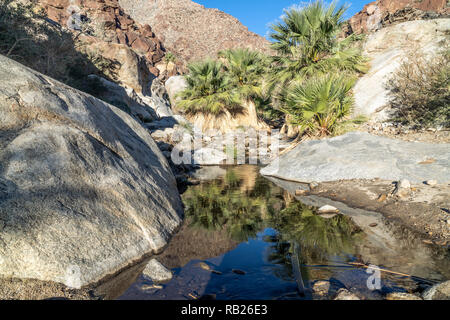 Palmen und fließenden Süßwasser, Borrego Palm Canyon Oase, Anza Borrego State Park, Kalifornien Stockfoto