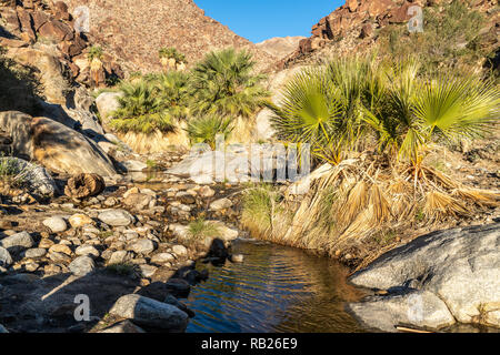 Palmen und fließenden Süßwasser, Borrego Palm Canyon Oase, Anza Borrego State Park, Kalifornien Stockfoto