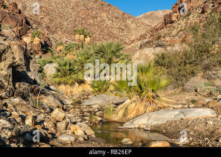 Palmen und fließenden Süßwasser, Borrego Palm Canyon Oase, Anza Borrego State Park, Kalifornien Stockfoto