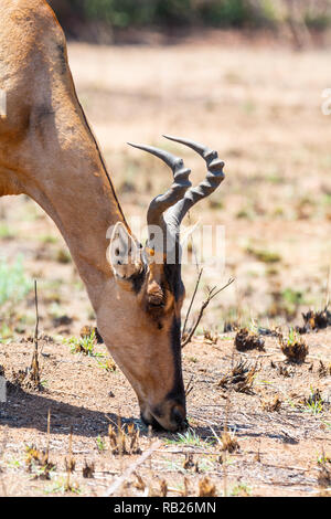 Nahaufnahme eines Red Hartebeest Kopf im südlichen afrikanischen Savanne Stockfoto