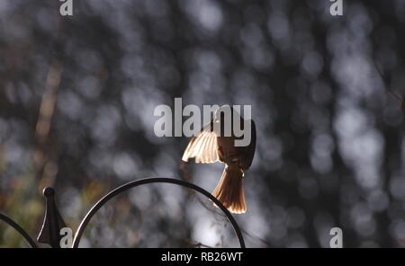 Haussperling Landung auf Bird Feeder Stockfoto