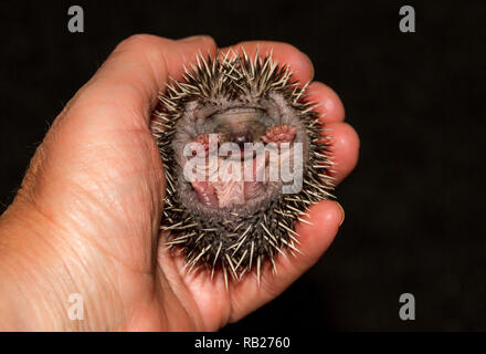 Igel, wild, native, winzigen Europäischen baby Igel oder hoglet, Wissenschaftlicher Name: Erinaceus europaeus, zu einer Kugel zusammengerollt und in einer Hand gehalten Stockfoto