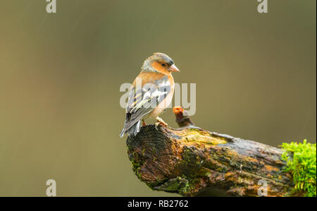 Buchfink, (Wissenschaftlicher Name: Fringilla coelebs) auf einem Zweig mit grünem Moos gehockt und rechts zeigt. Sauber Hintergrund. Landschaft. Platz für Kopieren. Stockfoto