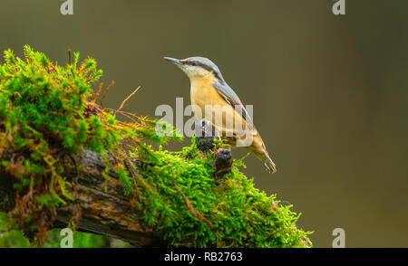 Kleiber (Sitta) in natürlichen Lebensraum Wald, mit Blick nach links und thront auf Moos bedeckt. Kleine, bunte Vogel. Dunkel, verschwommenen Hintergrund. Stockfoto