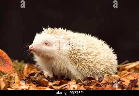 Igel, wild, native, Reinweiß, albino Igel. Sehr seltene Igel mit rosa Augen, Nase und Schnauze. Weiße Stacheln. Erinaceus europaeus. Landschaft Stockfoto