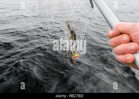 In der Nähe von grossen Fisch, Hände von Fisherman holding Kescher mit großen Hechte. Konzepte für erfolgreiches Angeln. Stockfoto