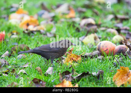 [Weibliche Amsel Turdus merula] Fütterung auf gefallenen Äpfel Stockfoto