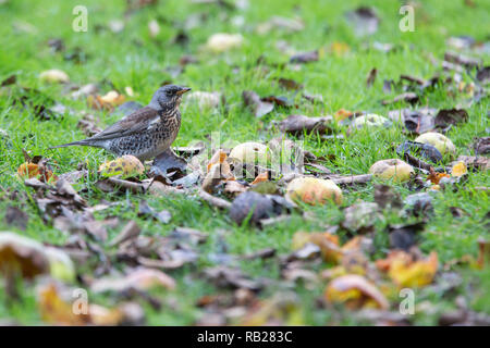 [Wacholderdrossel Turdus pilaris] Fütterung auf gefallenen Äpfel Stockfoto