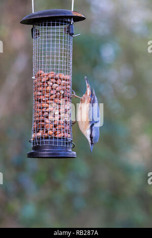 [Kleiber Sitta europaea] auf Garten Erdnuß-Schrägförderer Stockfoto