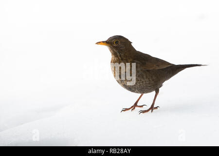 [Weibliche Amsel Turdus merula] auf Schnee Stockfoto