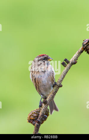 Weniger Redpoll [Acanthis Kabarett] thront auf Zweig Stockfoto