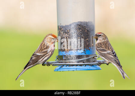 Männliche und Weibliche weniger Redpoll [Acanthis Kabarett] Fütterung auf niger Saatgut Schrägförderer Stockfoto