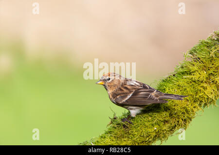 Weniger Redpoll [Carduelis Cabaret] auf bemoosten Ast Stockfoto