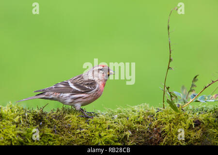 Weniger Redpoll [Acanthis Kabarett] auf bemoosten Ast Stockfoto