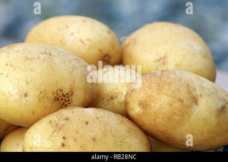 Nahaufnahme der mehrere neue weiße Kartoffeln Stockfoto