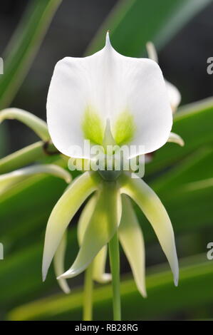 Blühende Orchidee. Blühende Orchidee. Virágzó Orchidea. Stockfoto
