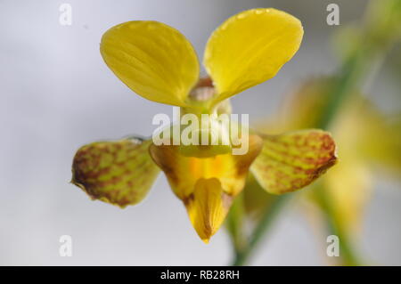 Blühende Orchidee. Blühende Orchidee. Virágzó Orchidea. Stockfoto