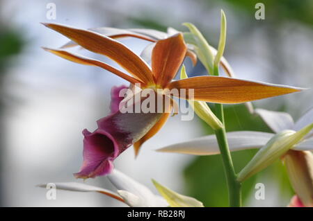 Blühende Orchidee. Blühende Orchidee. Virágzó Orchidea. Stockfoto
