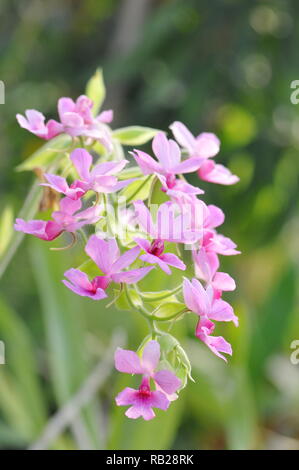 Blühende Orchidee. Blühende Orchidee. Virágzó Orchidea. Stockfoto