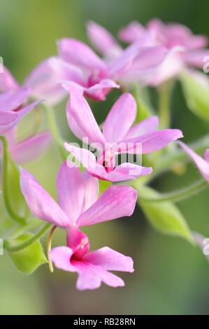 Blühende Orchidee. Blühende Orchidee. Virágzó Orchidea. Stockfoto