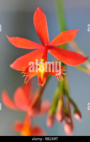 Blühende Orchidee. Blühende Orchidee. Virágzó Orchidea. Stockfoto