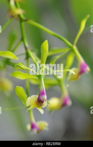 Blühende Orchidee. Blühende Orchidee. Virágzó Orchidea. Stockfoto