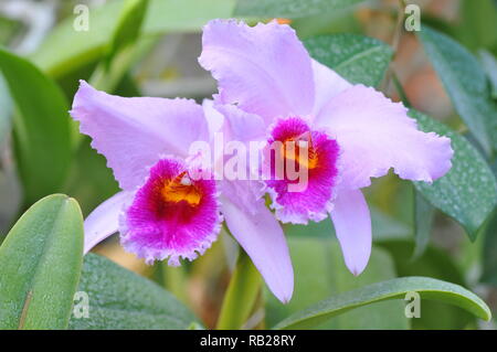 Blühende Orchidee. Blühende Orchidee. Virágzó Orchidea. Stockfoto
