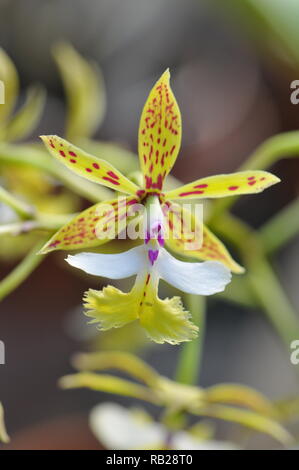 Blühende Orchidee. Blühende Orchidee. Virágzó Orchidea. Stockfoto