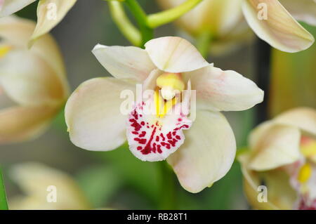 Blühende Orchidee. Blühende Orchidee. Virágzó Orchidea. Stockfoto