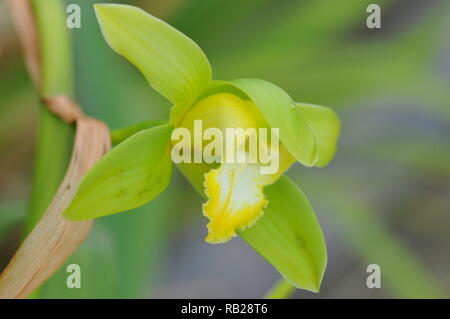 Blühende Orchidee. Blühende Orchidee. Virágzó Orchidea. Stockfoto