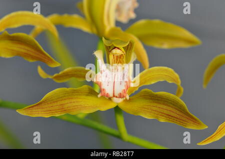 Blühende Orchidee. Blühende Orchidee. Virágzó Orchidea. Stockfoto