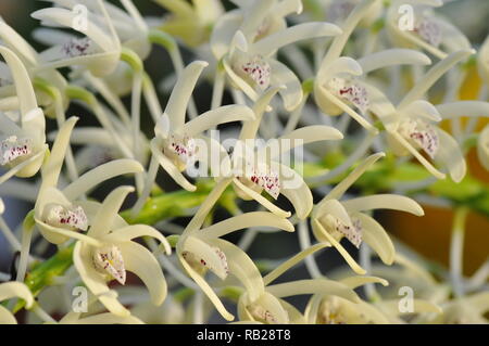 Blühende Orchidee. Blühende Orchidee. Virágzó Orchidea. Stockfoto